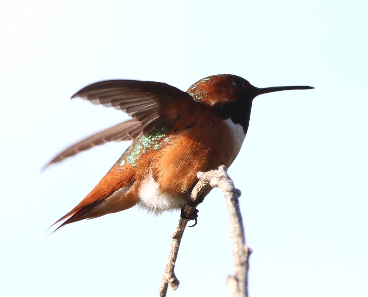 Allen's Hummingbird - Diane Etchison