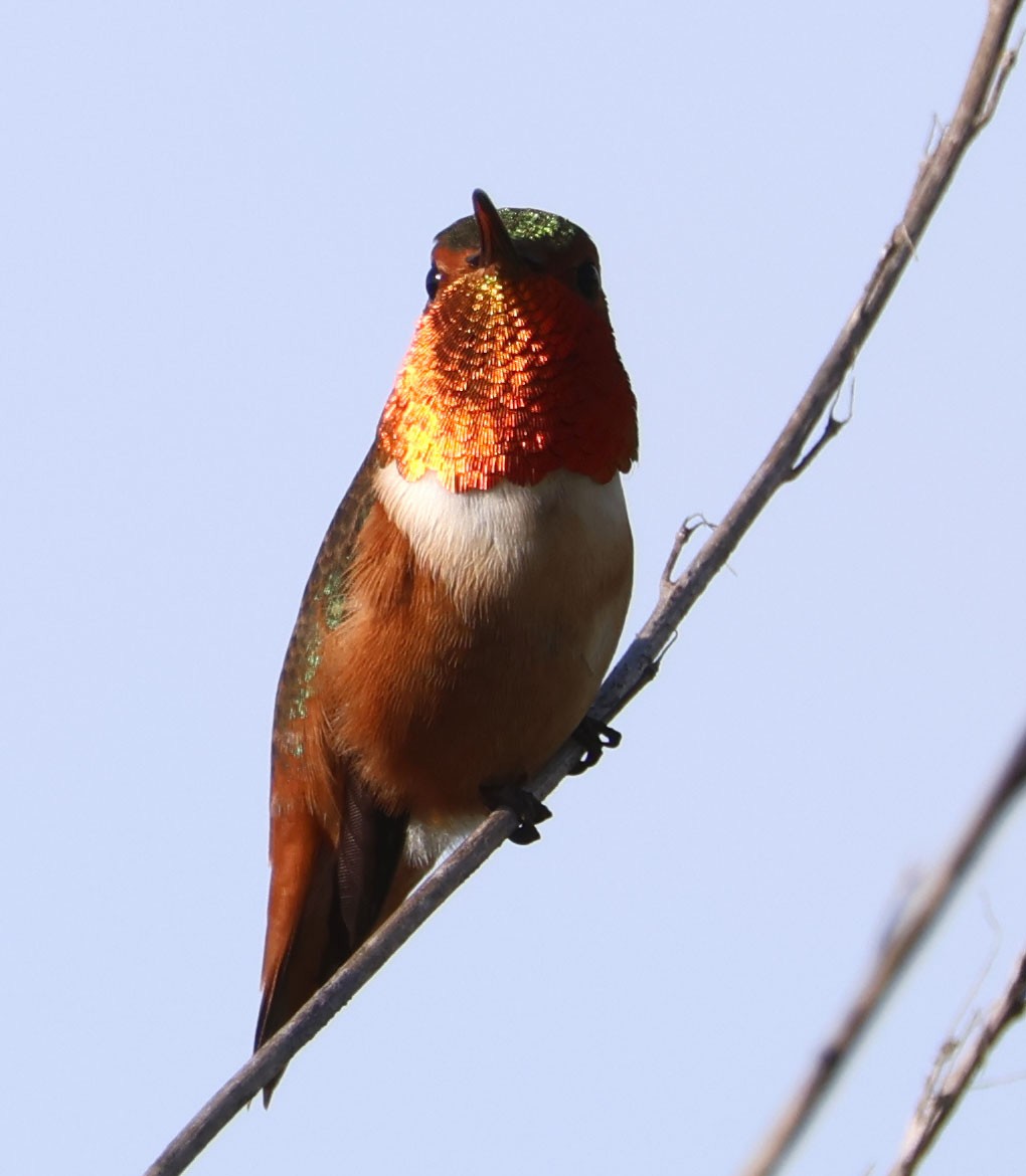 Allen's Hummingbird - Diane Etchison