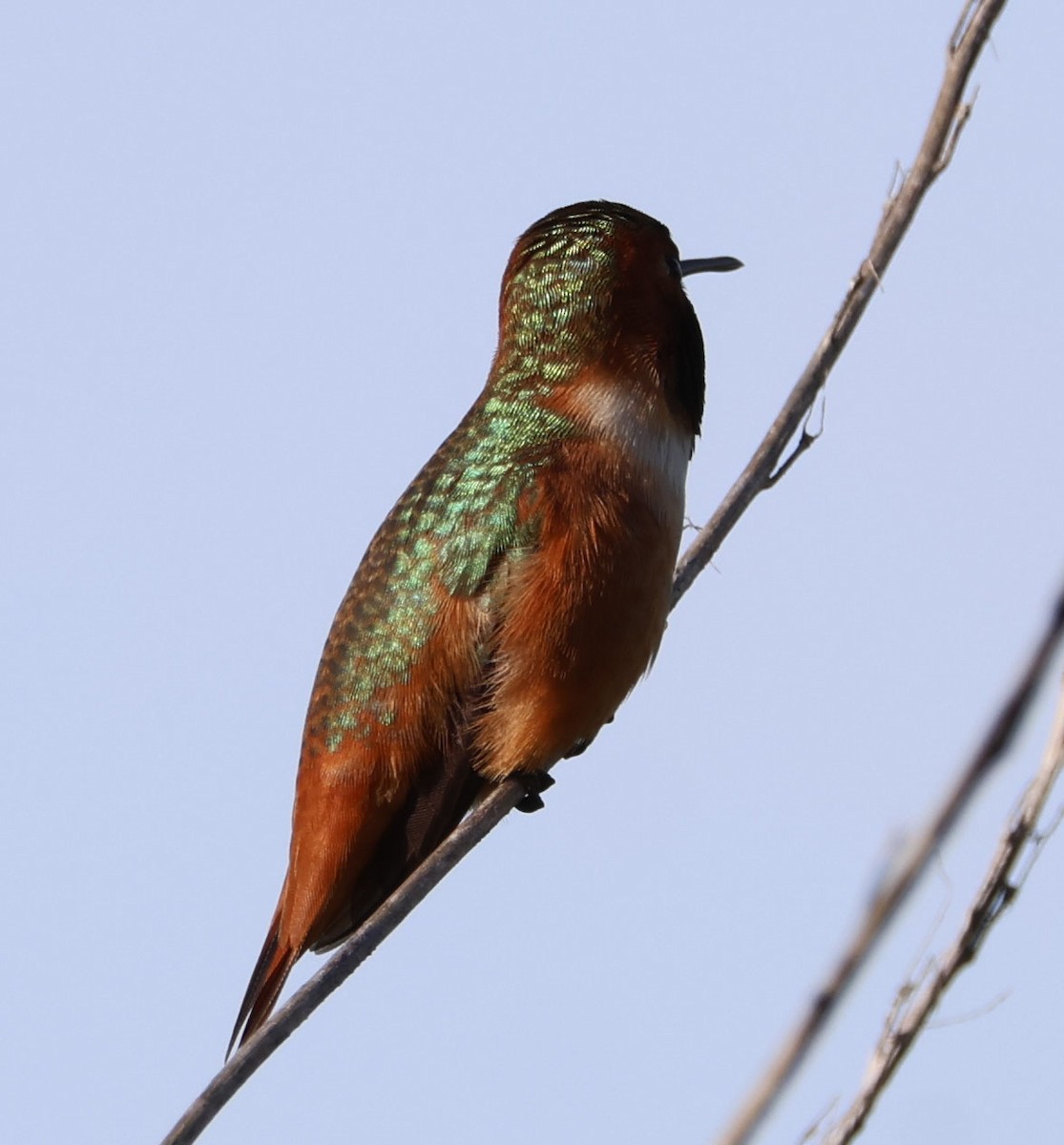 Allen's Hummingbird - Diane Etchison