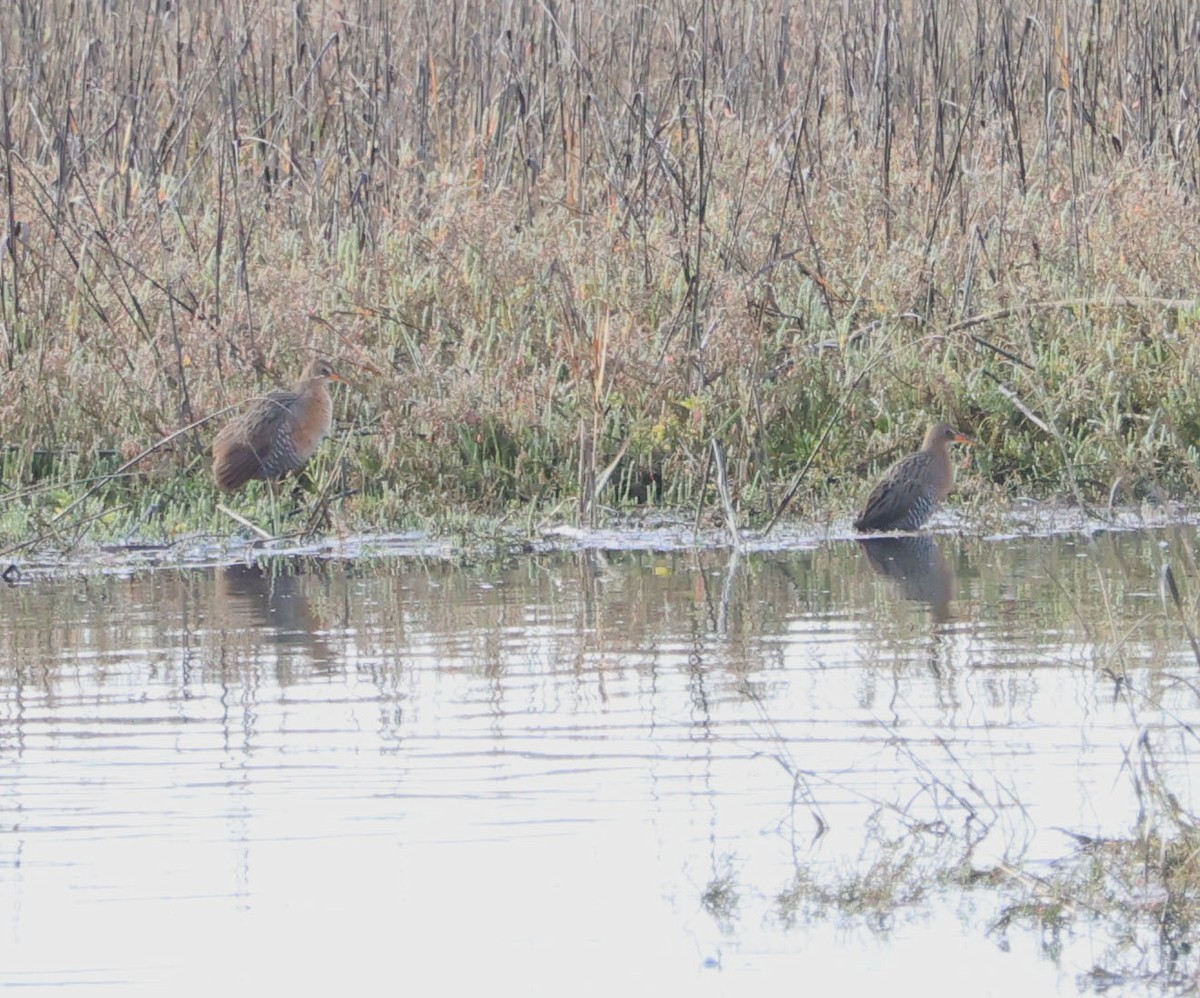 Ridgway's Rail - Diane Etchison