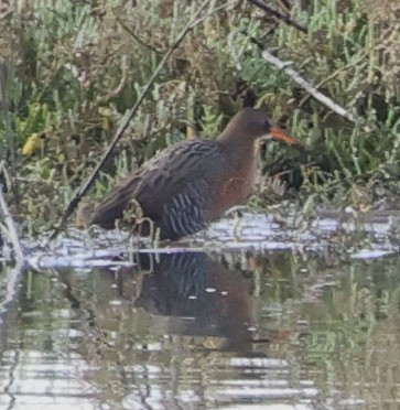 Ridgway's Rail - Diane Etchison