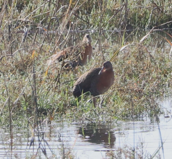 Ridgway's Rail - Diane Etchison