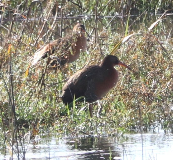 Ridgway's Rail - Diane Etchison