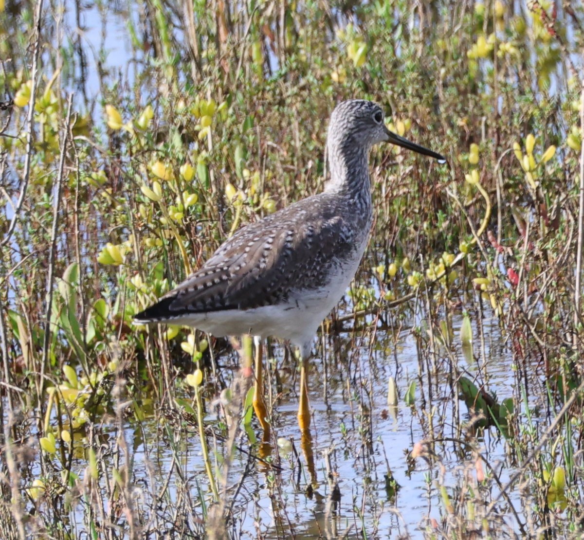 Greater Yellowlegs - ML615234934