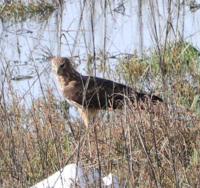 Northern Harrier - Diane Etchison