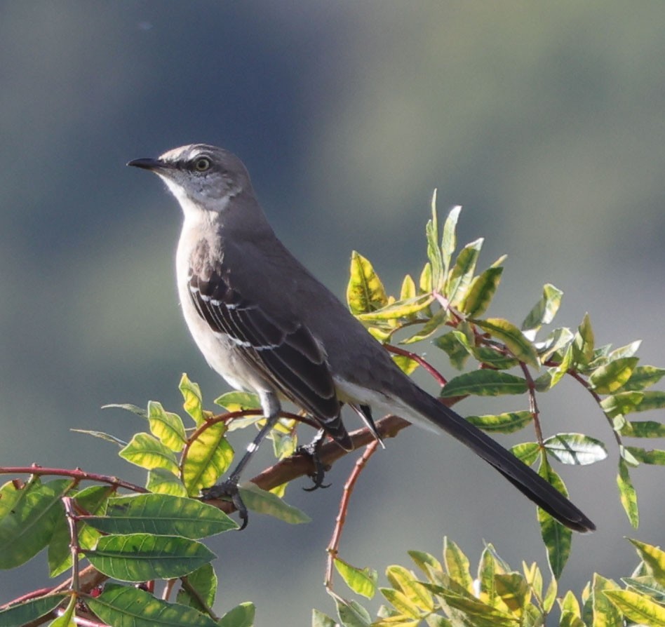 Northern Mockingbird - ML615234952