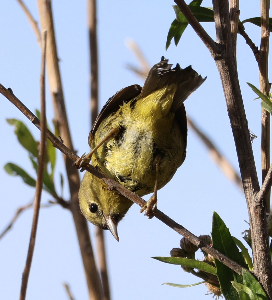 Orange-crowned Warbler - Diane Etchison