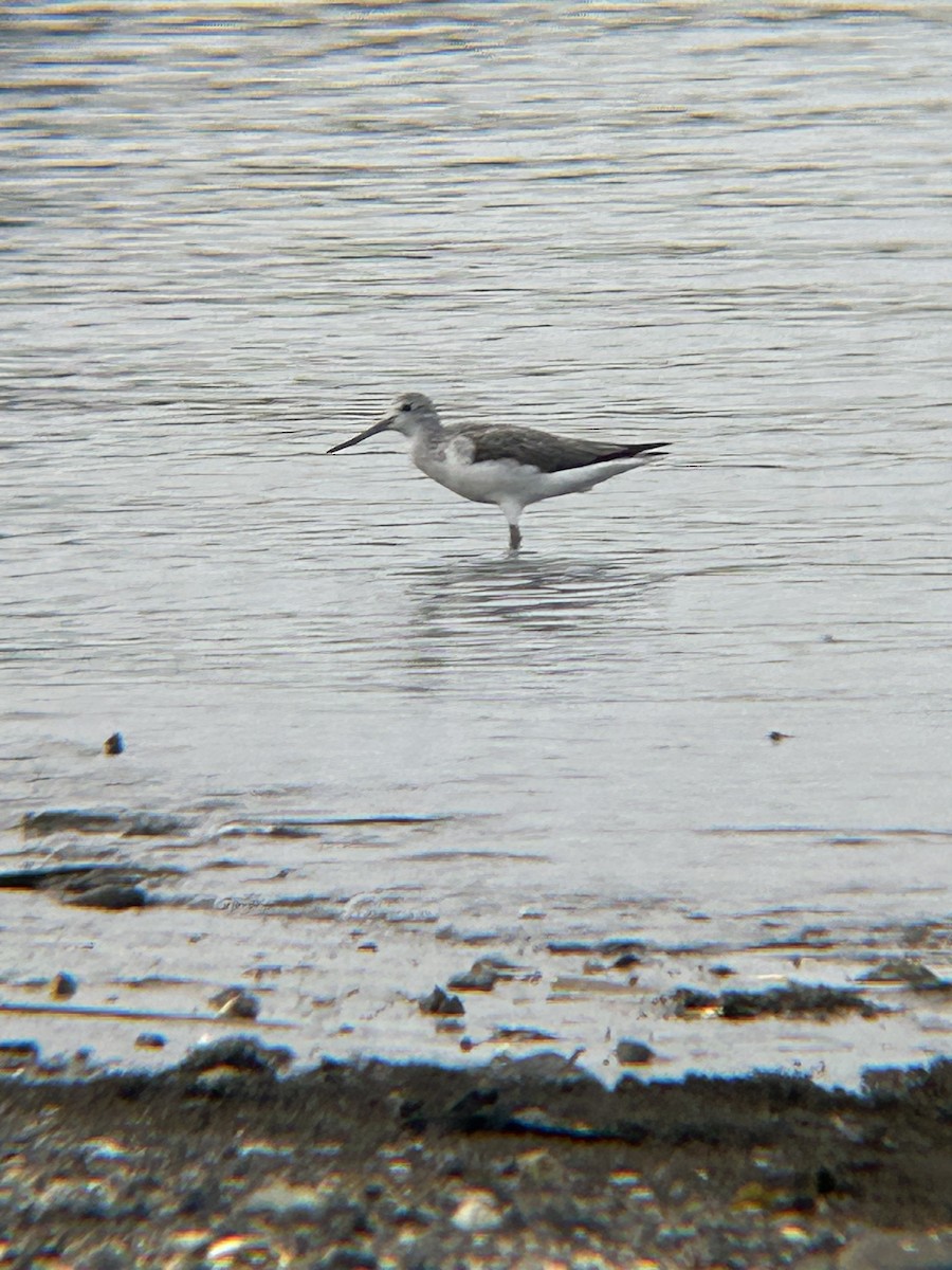 Common Greenshank - ML615234987