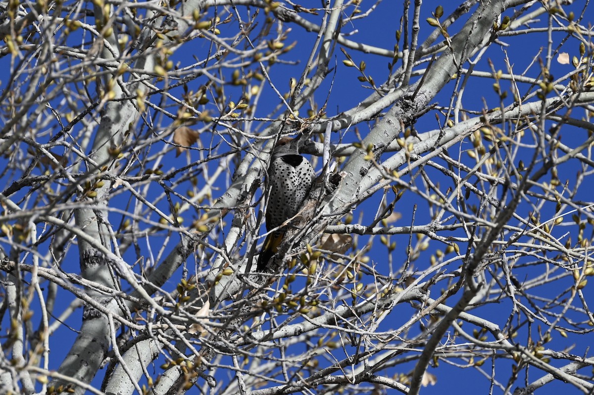 Gilded Flicker - ML615235002