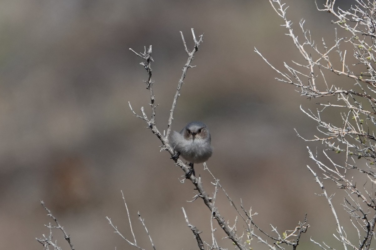 Bushtit - Danette Henderson