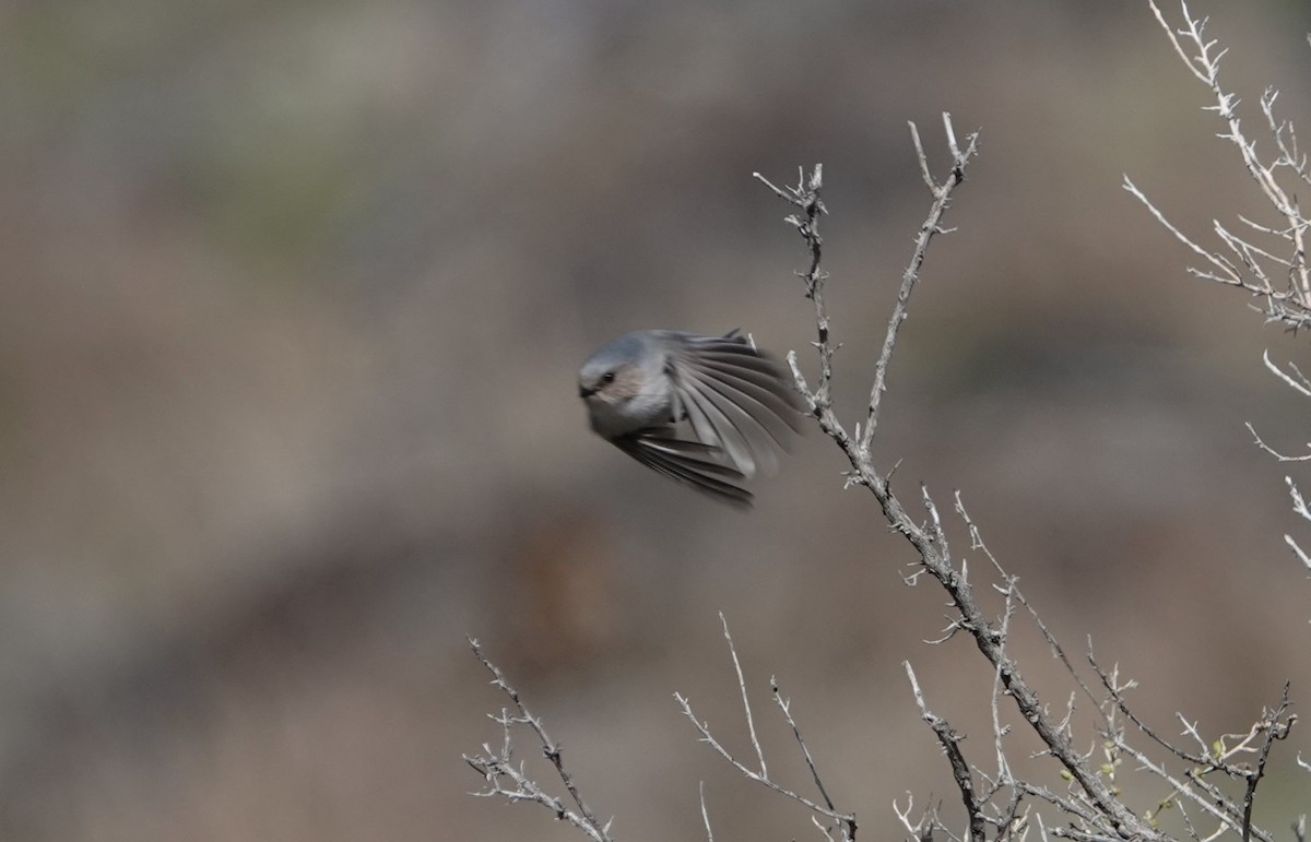 Bushtit - ML615235054