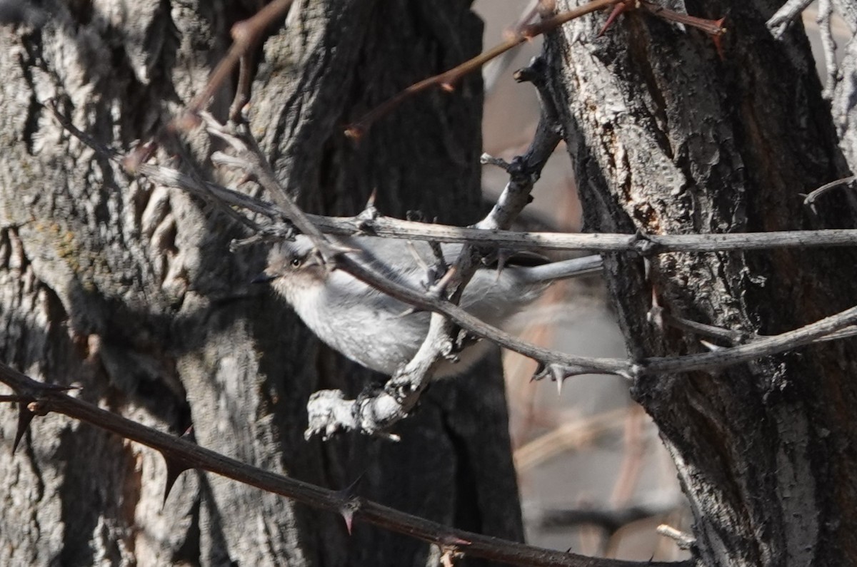 Bushtit - Danette Henderson