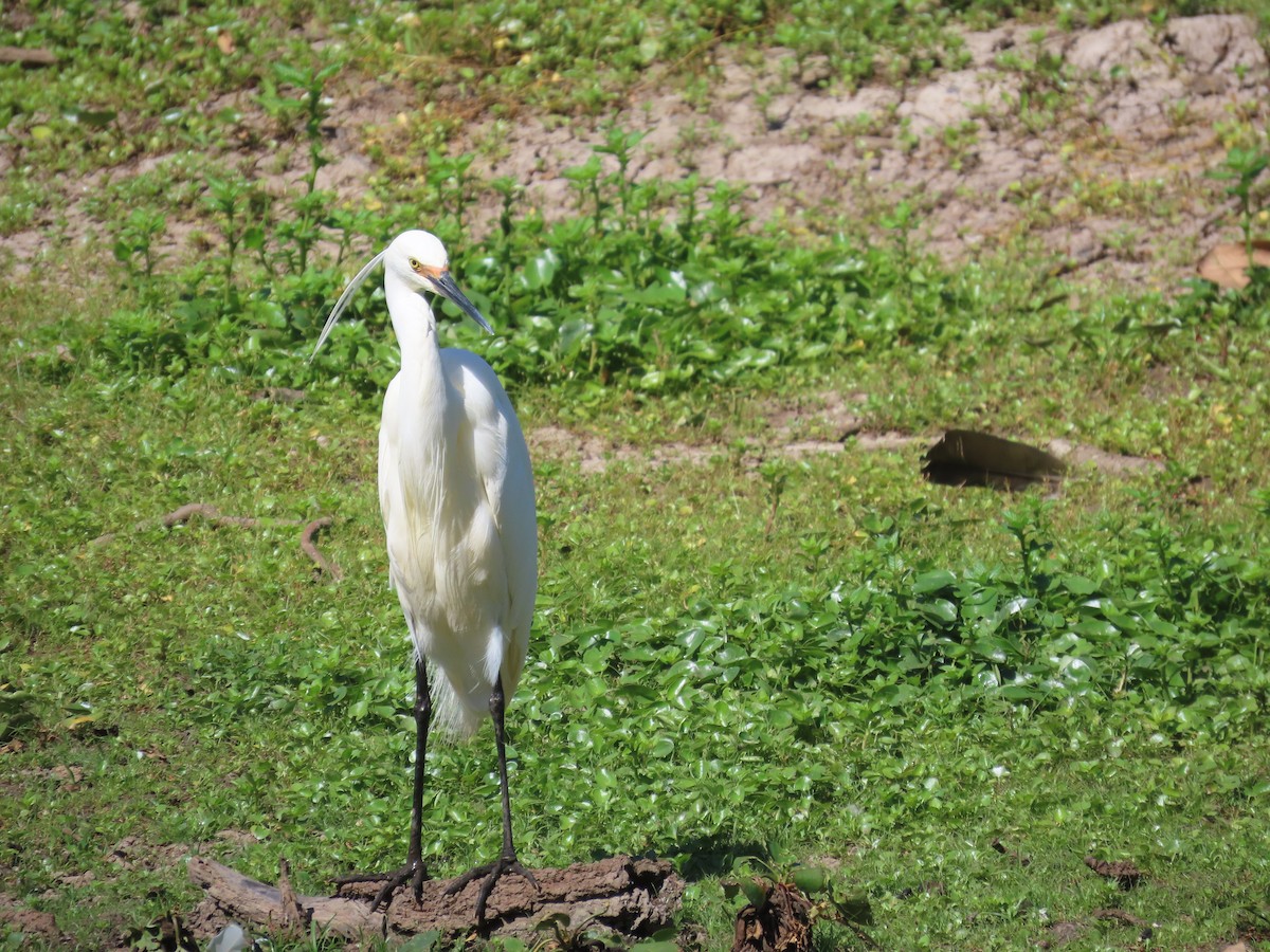 Little Egret (Australasian) - ML615235066