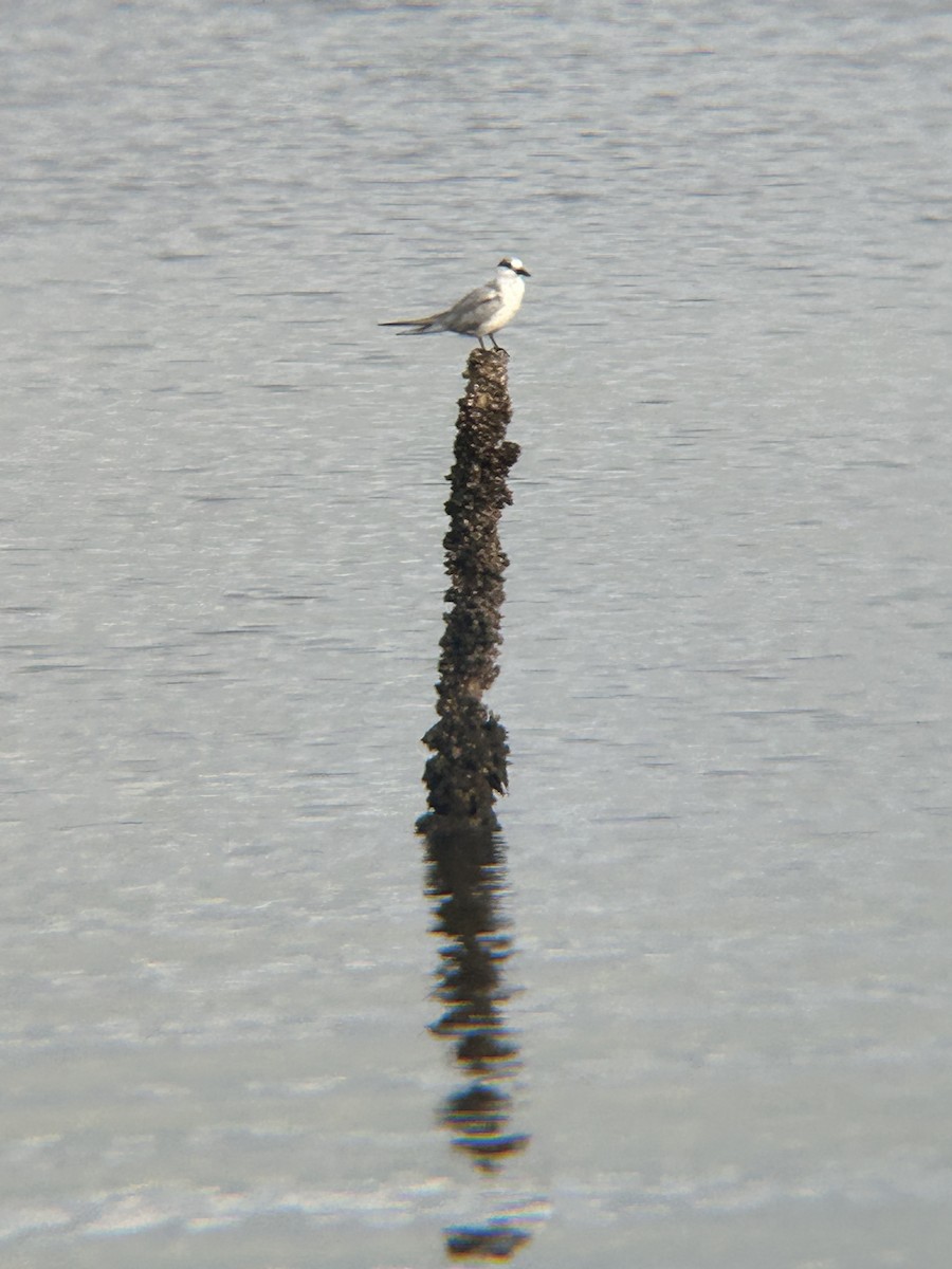 Whiskered Tern - ML615235081