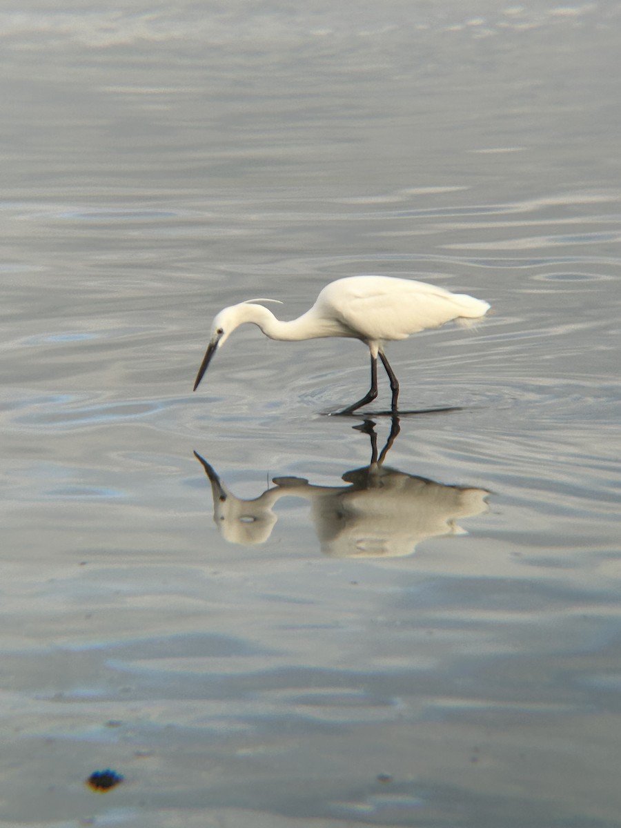 Aigrette garzette - ML615235091