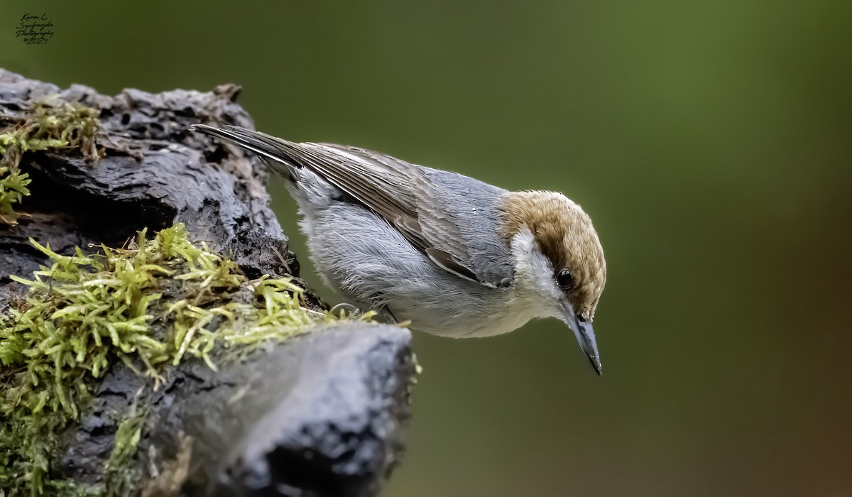 Brown-headed Nuthatch - Karen Szafrajda