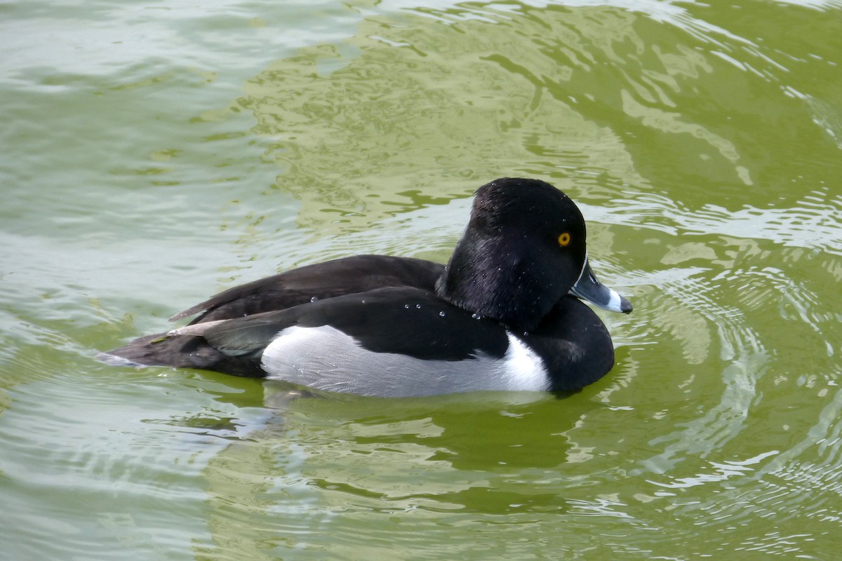 Ring-necked Duck - Claire  Kluskens