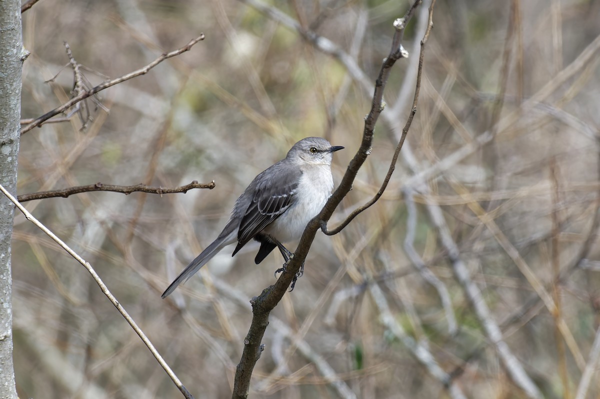 Northern Mockingbird - William Warfel