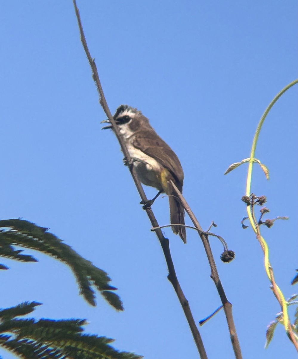 Yellow-vented Bulbul - ML615235161