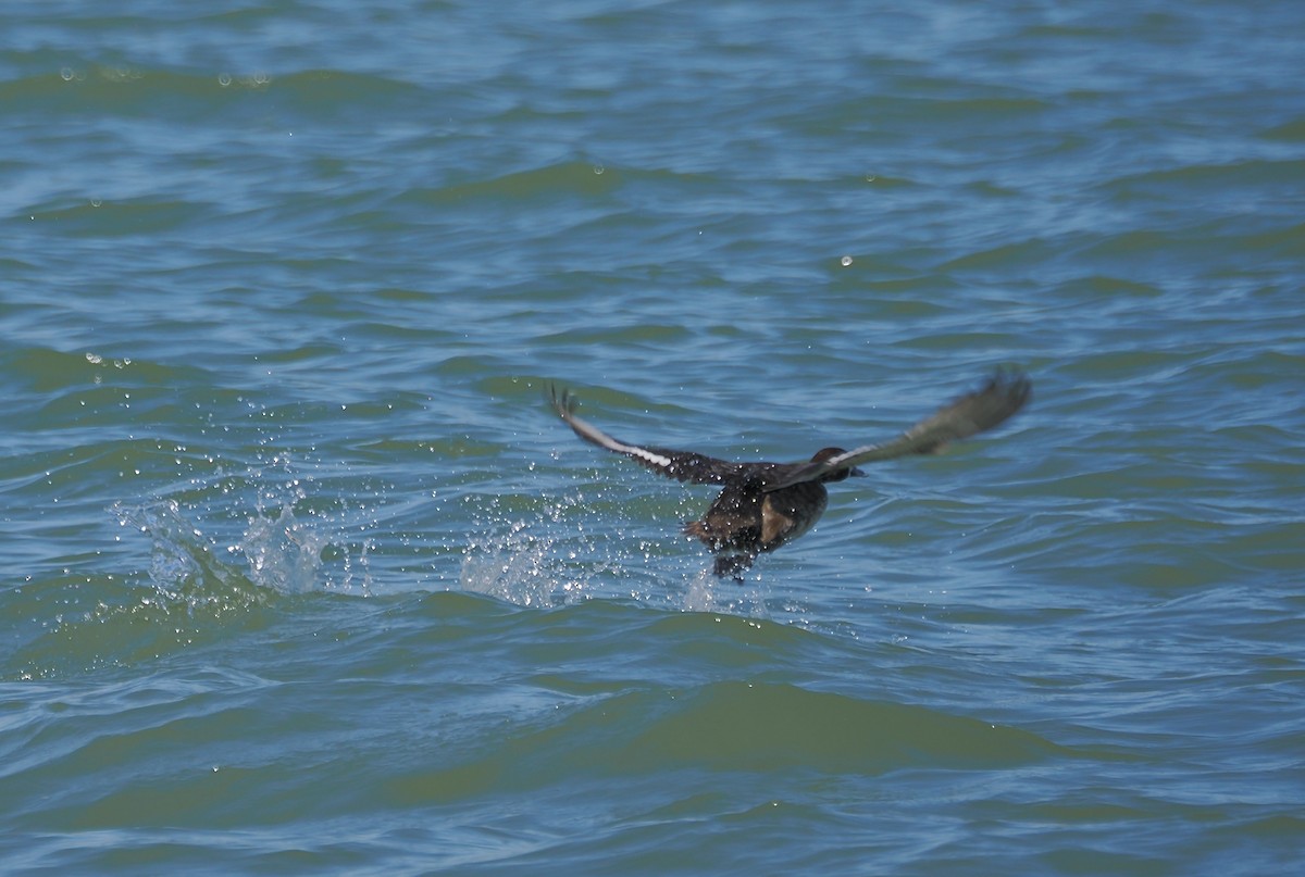 Greater Scaup - Randy Pinkston