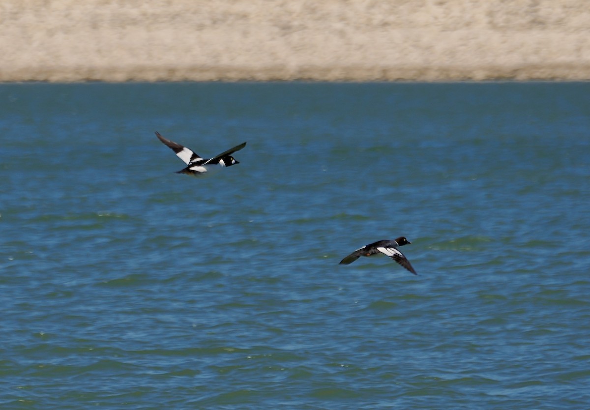 Common Goldeneye - ML615235237