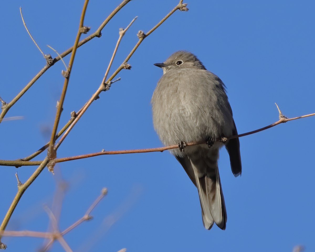 Townsend's Solitaire - ML615235278