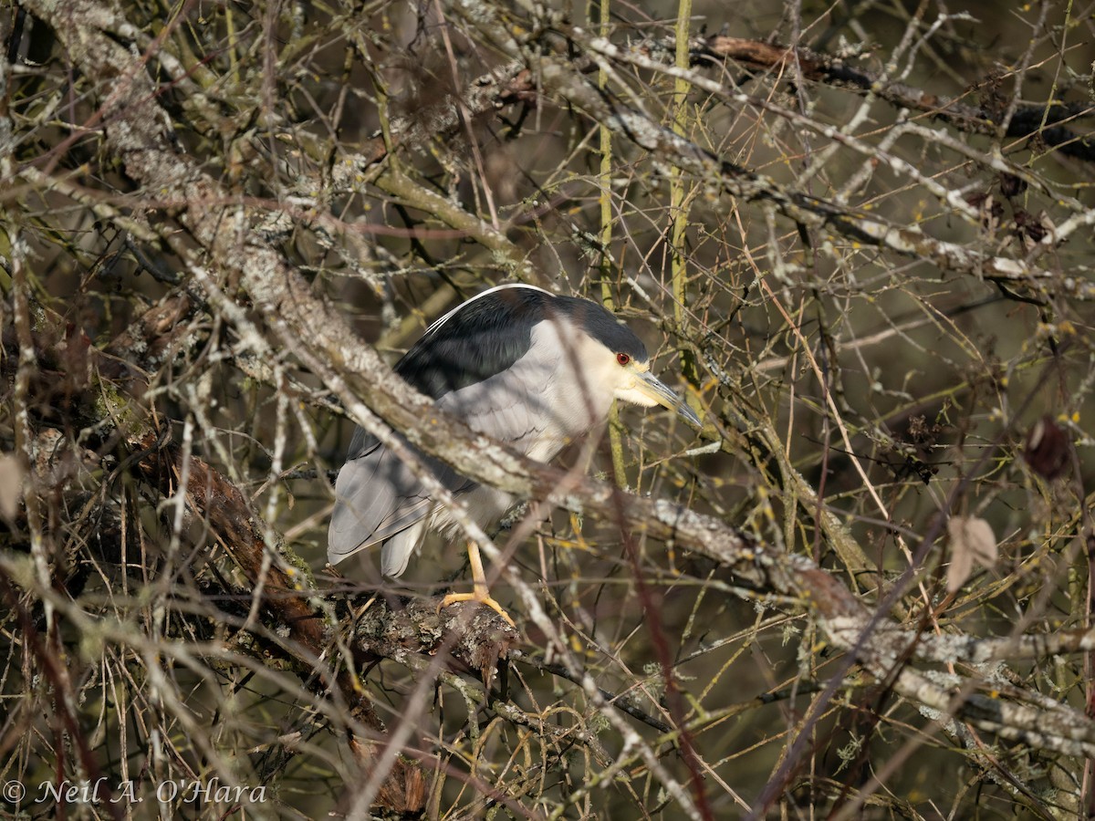 Black-crowned Night Heron - ML615235293