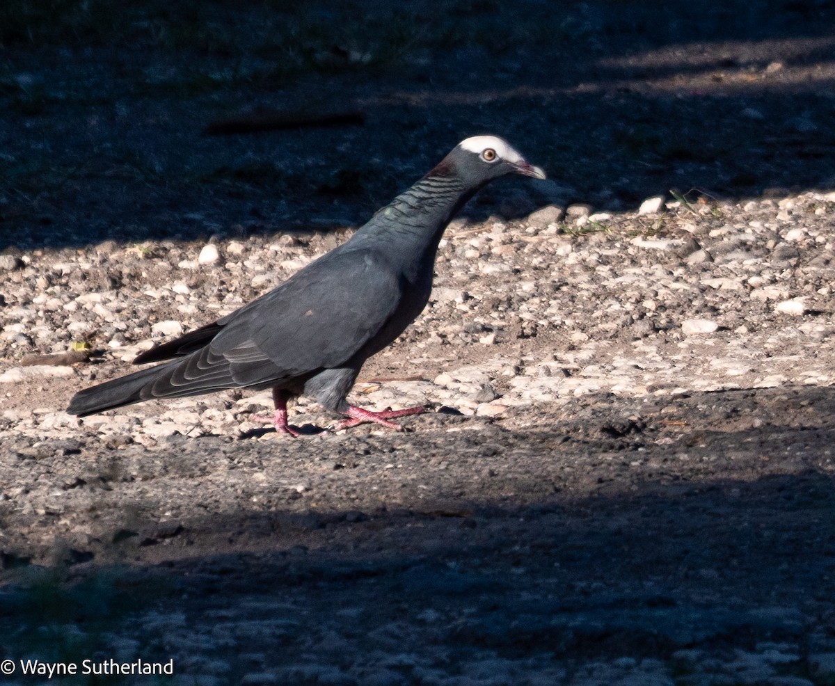 White-crowned Pigeon - ML615235317