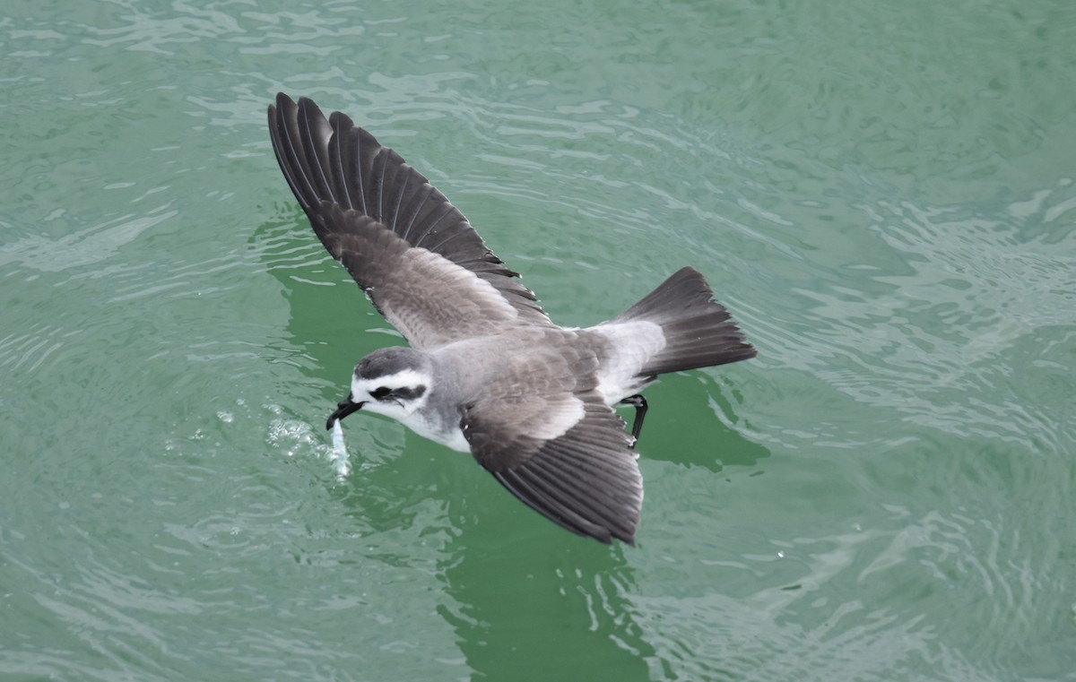 White-faced Storm-Petrel - Tim Nickholds