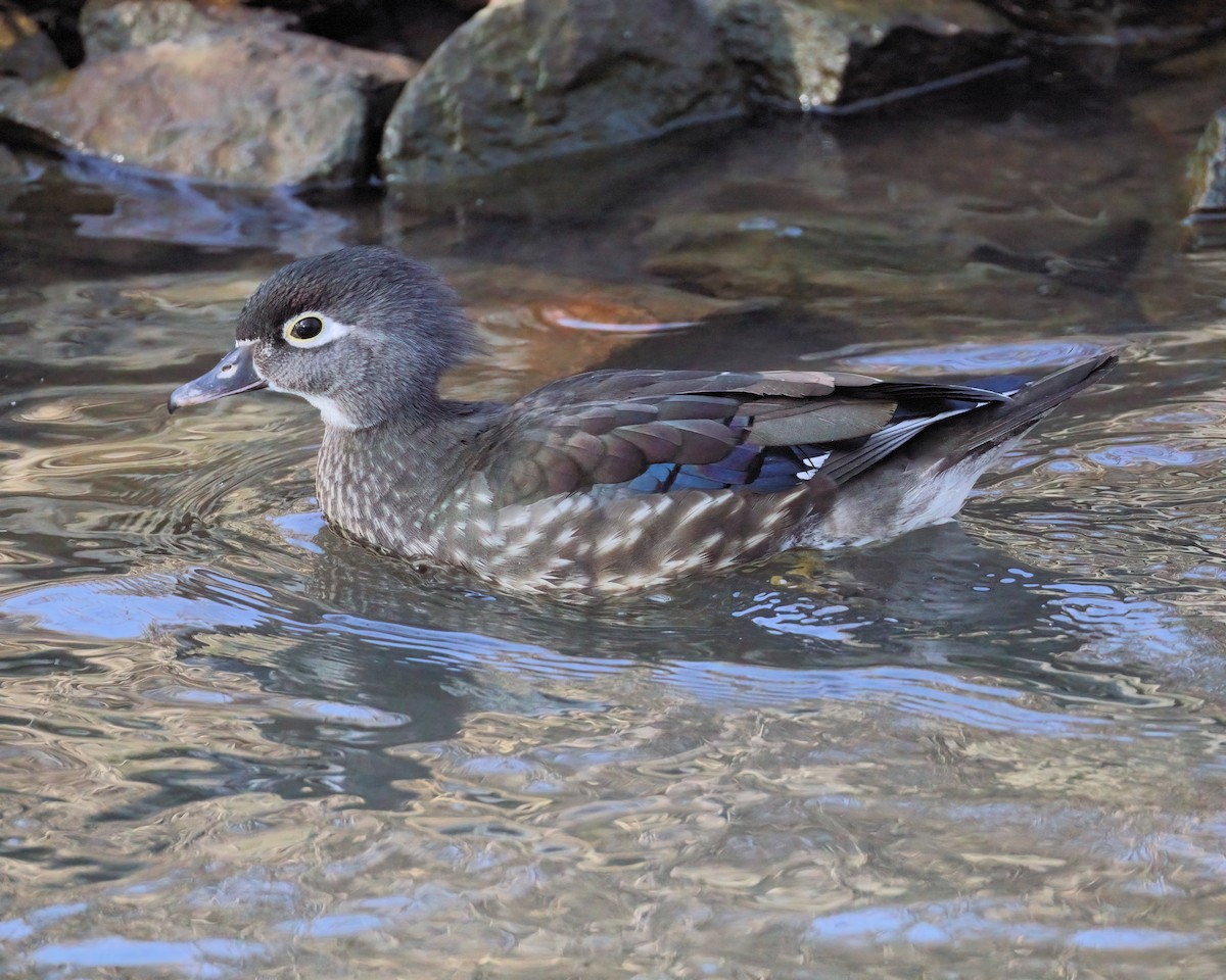 Wood Duck - ML615235381