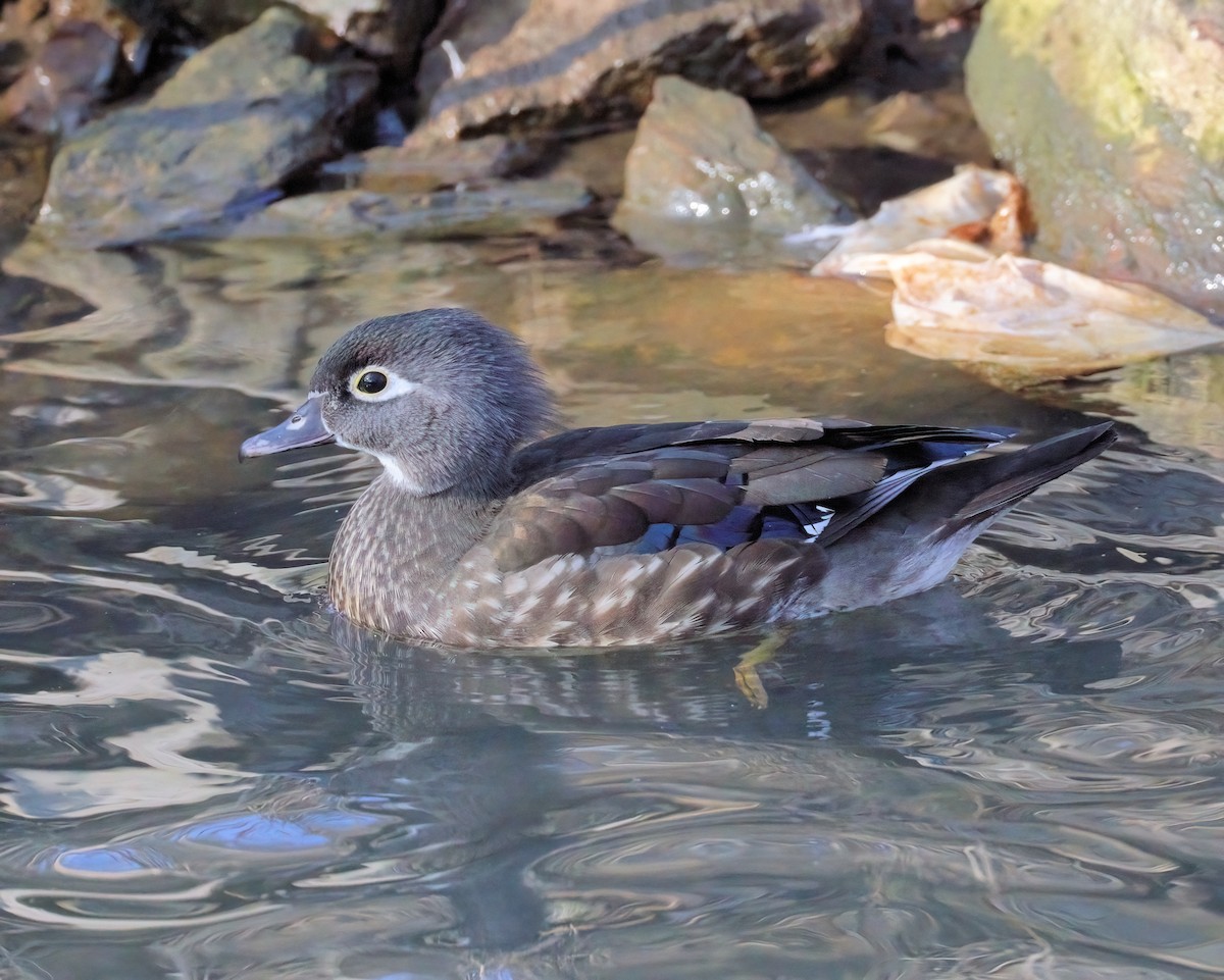 Wood Duck - ML615235388