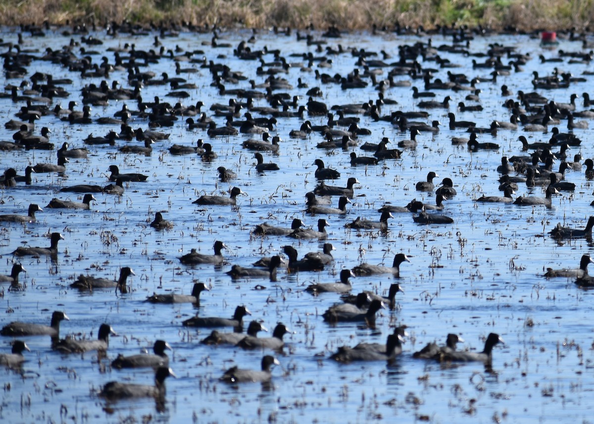 American Coot - ML615235391