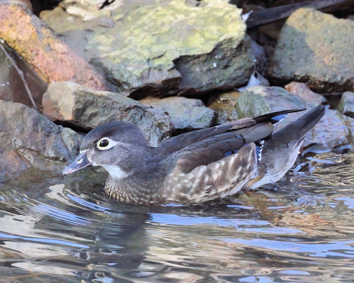 Wood Duck - ML615235394