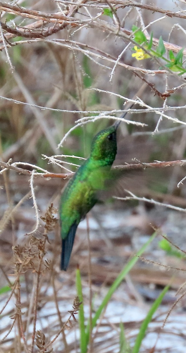 kolibřík modrobradý - ML615235411