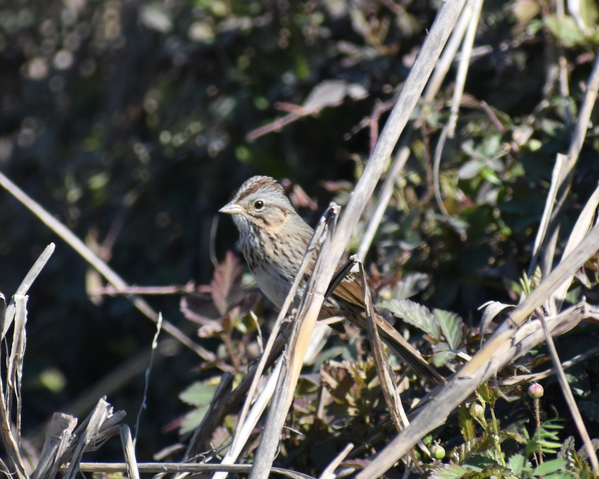 Lincoln's Sparrow - ML615235422