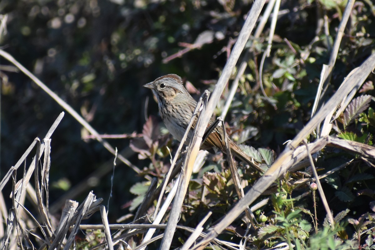 Lincoln's Sparrow - Claire H