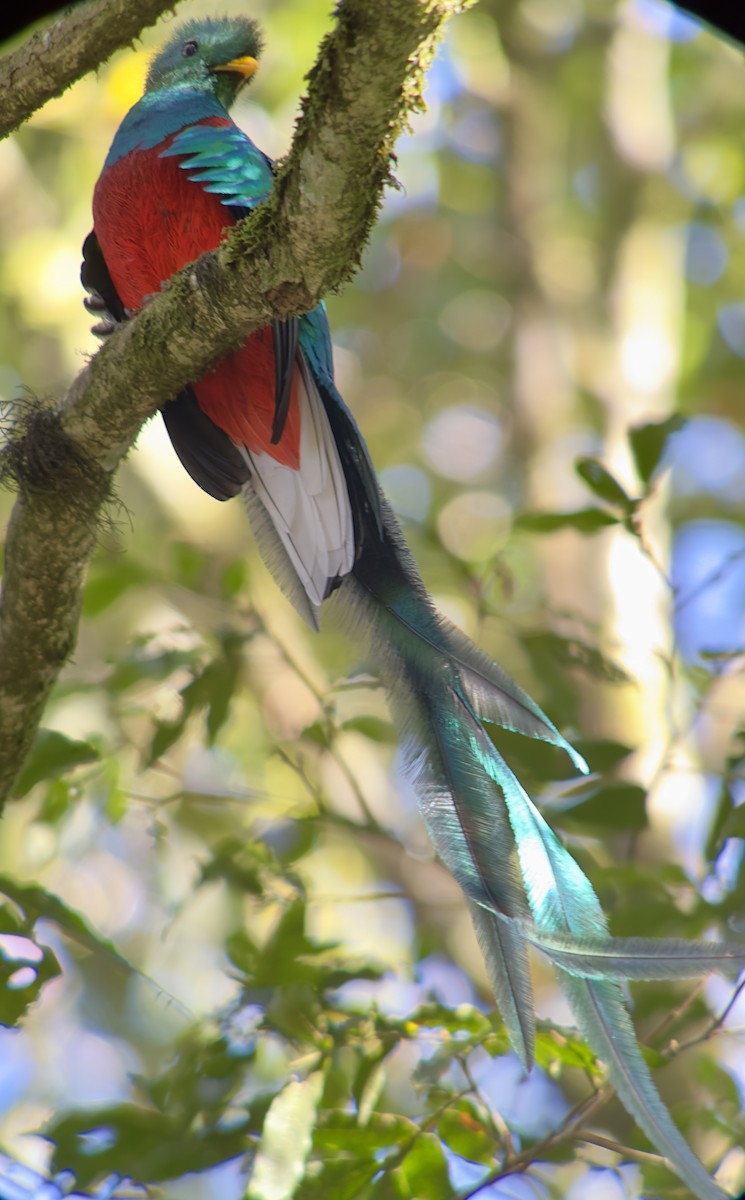 Resplendent Quetzal - ML615235439