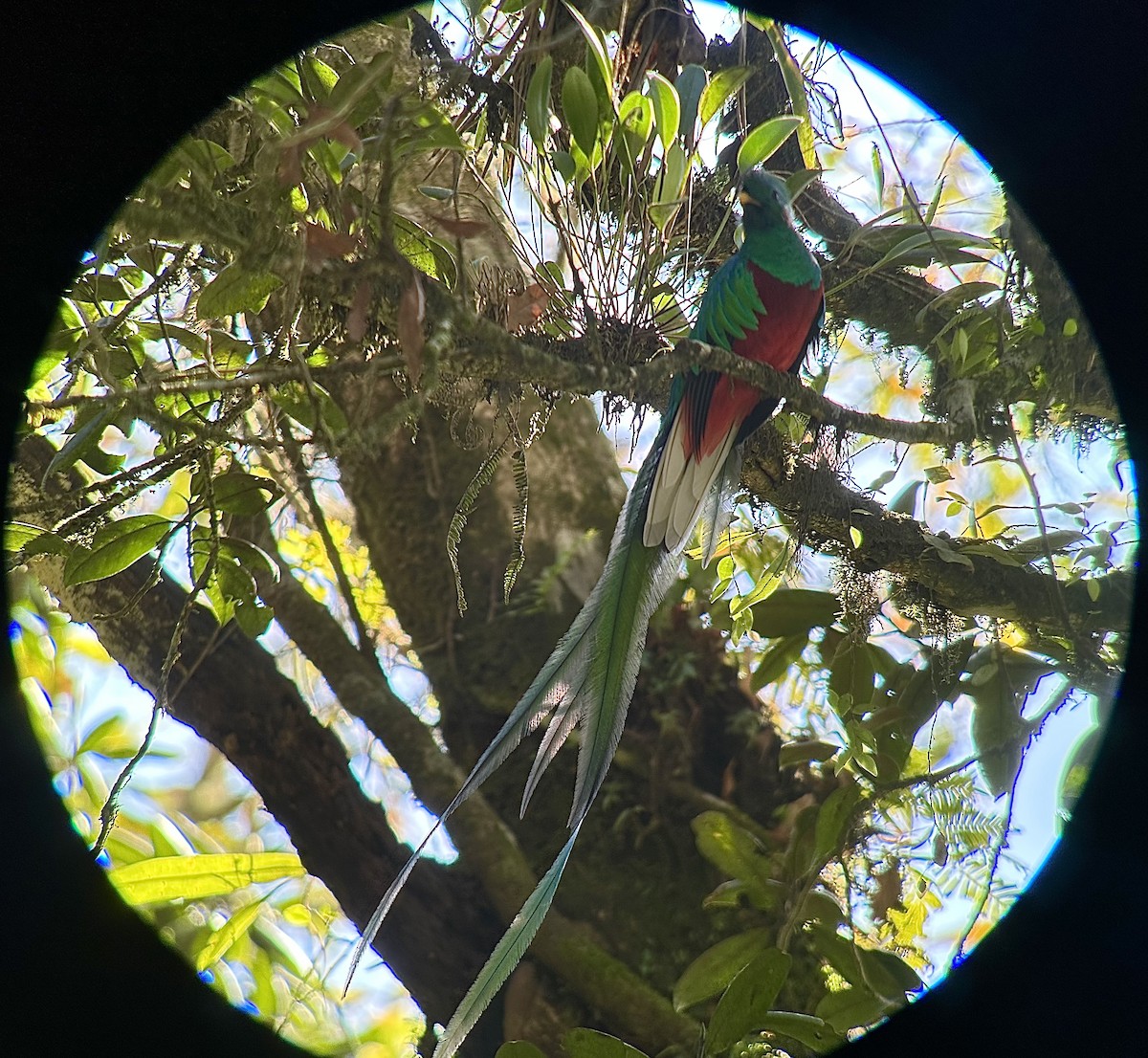 Quetzal Guatemalteco - ML615235440