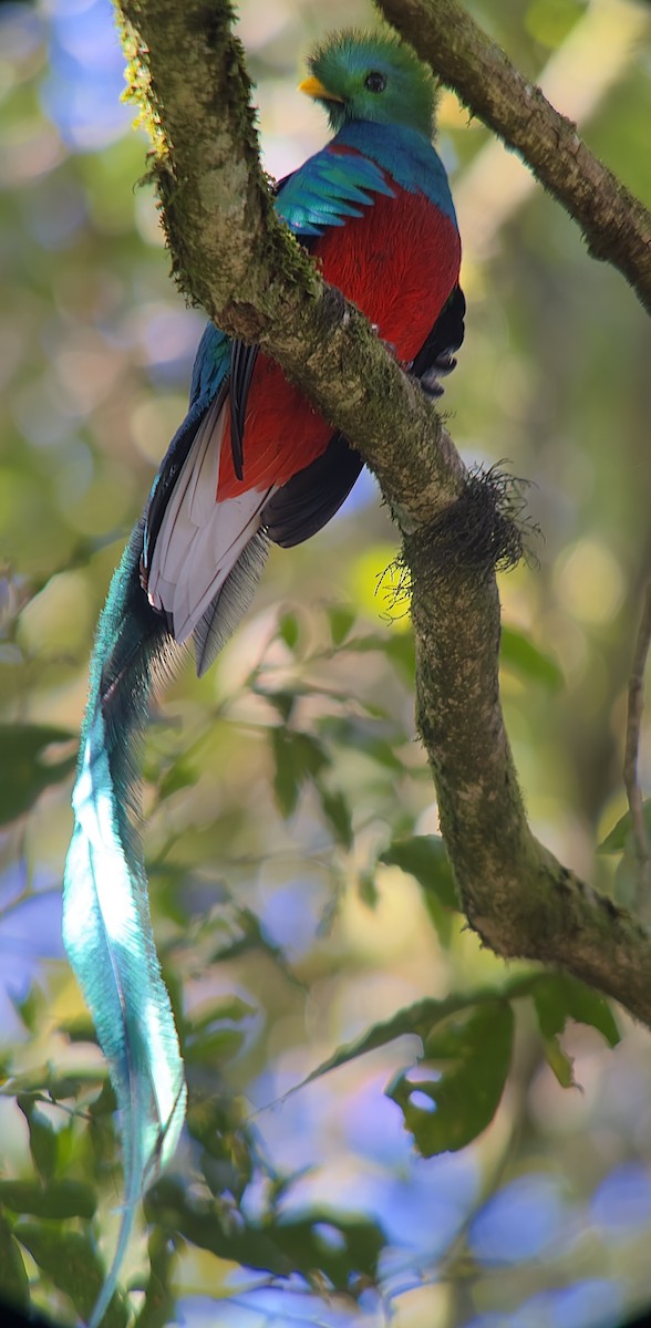 Resplendent Quetzal - ML615235441