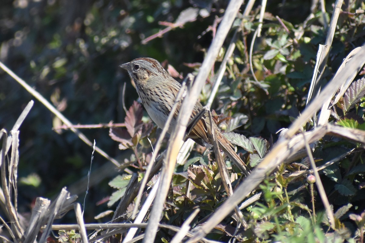 Lincoln's Sparrow - Claire H