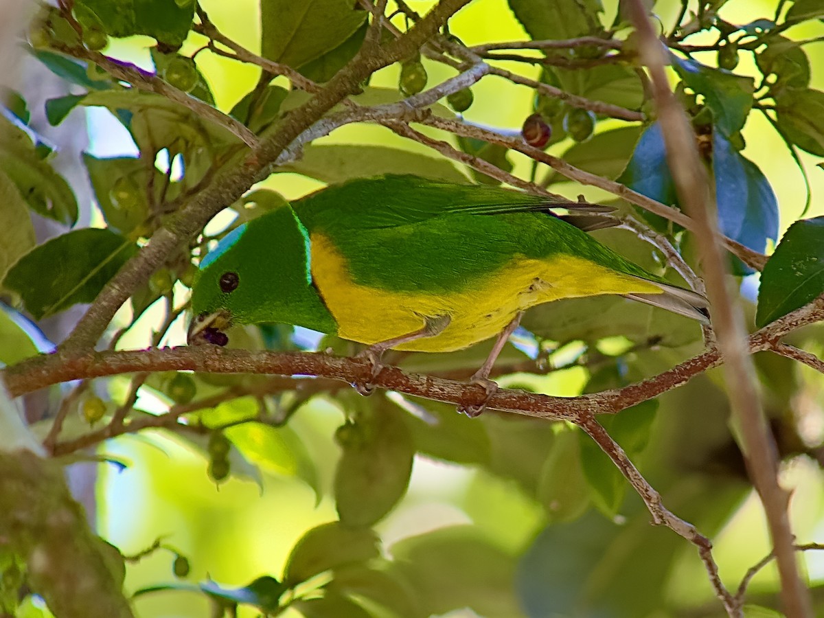 Blue-crowned Chlorophonia - William Orellana (Beaks and Peaks)