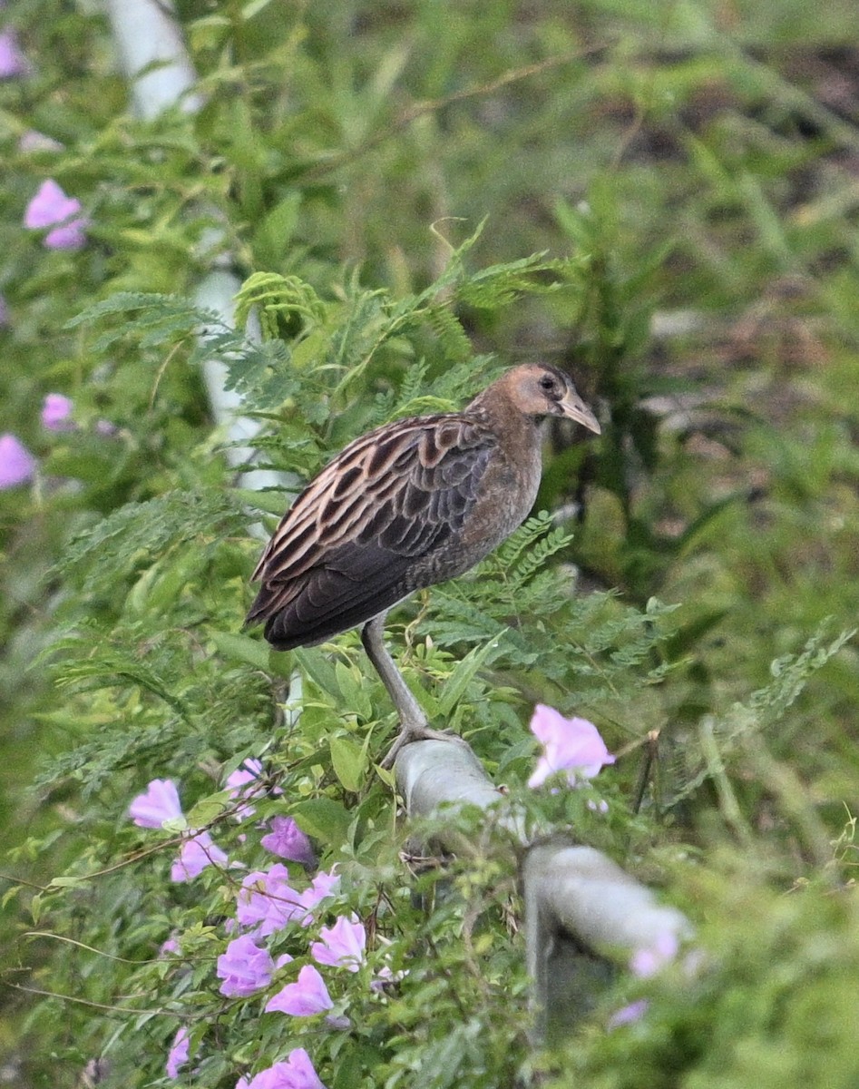 Watercock - ML615235538