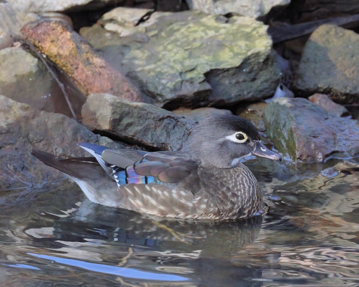 Wood Duck - ML615235542