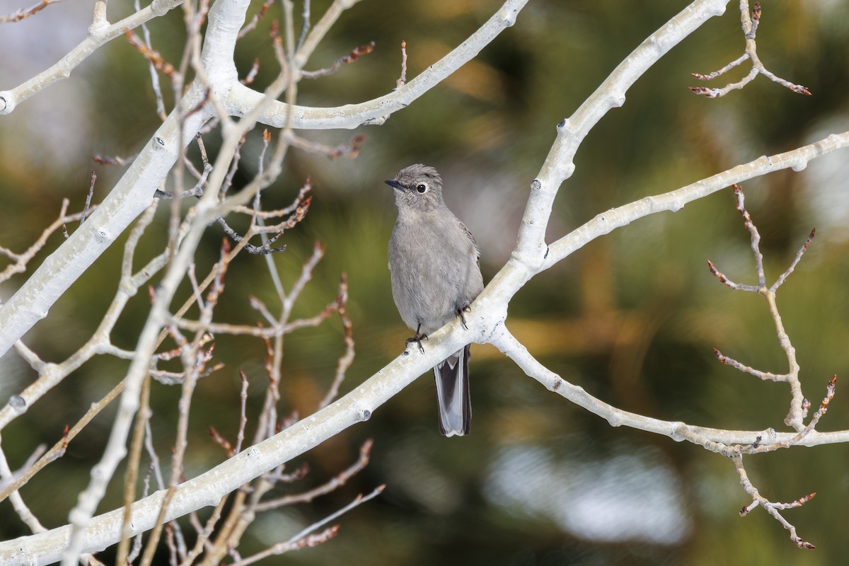 Townsend's Solitaire - ML615235575