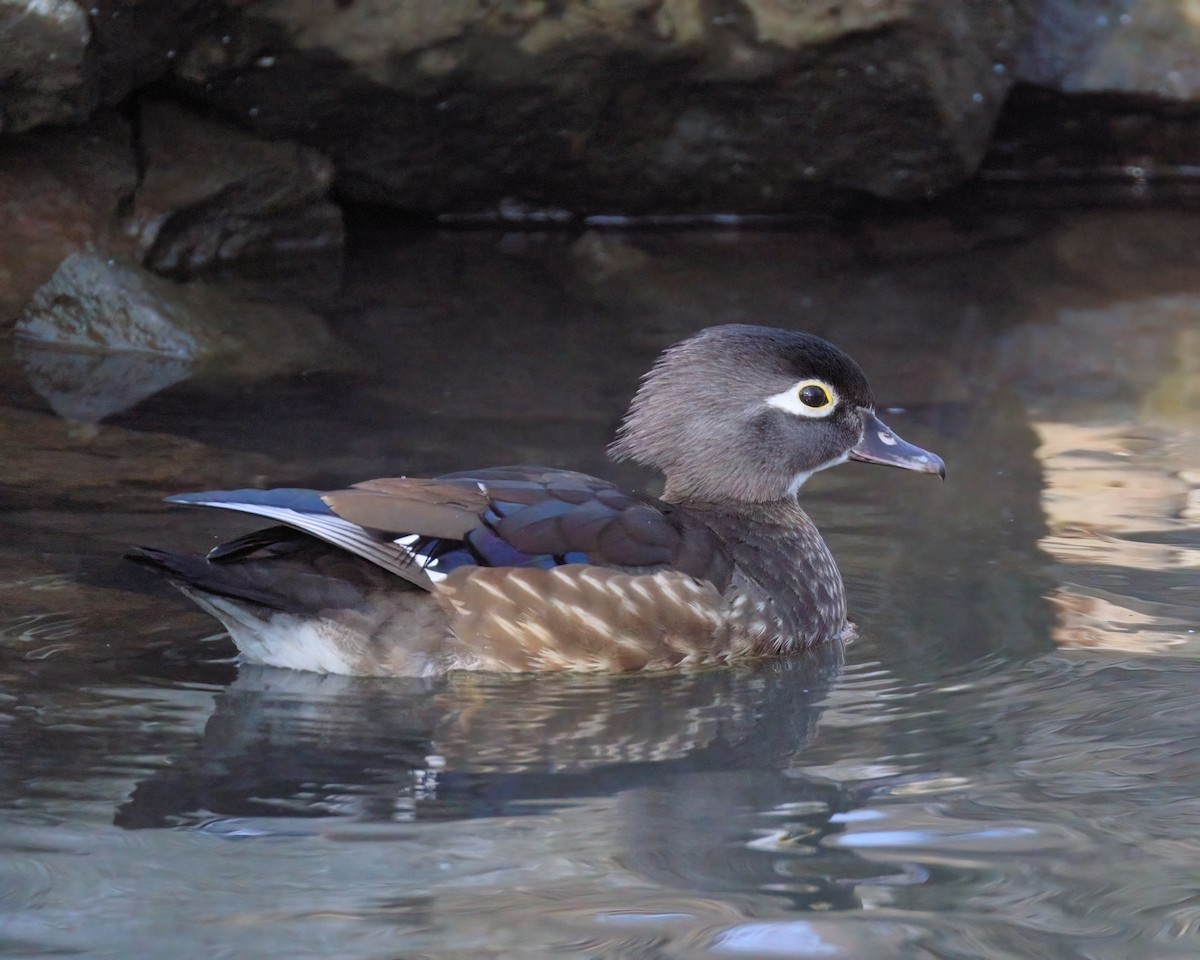 Wood Duck - ML615235576