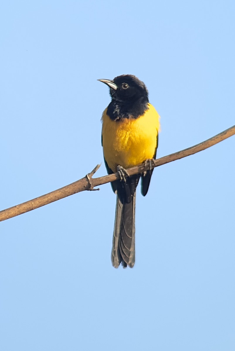 Black-vented Oriole - ML615235613