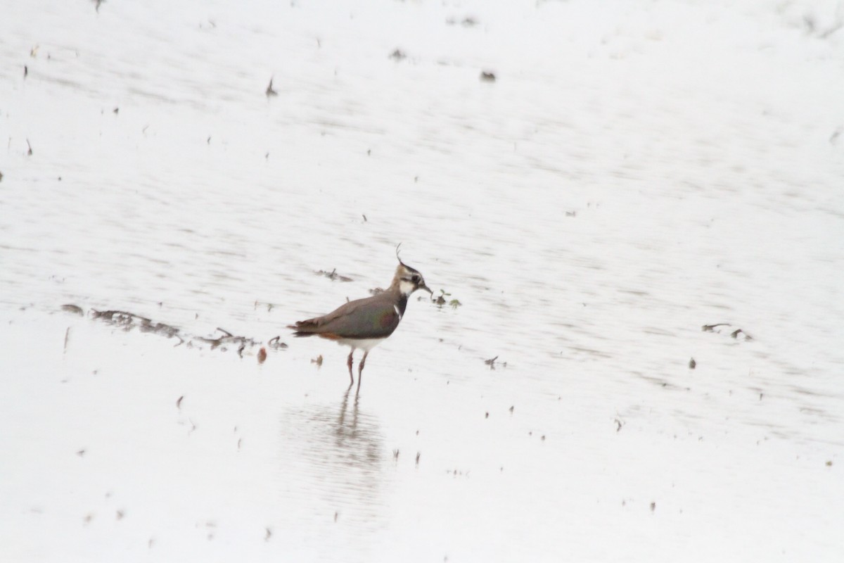 Northern Lapwing - Leo Chang