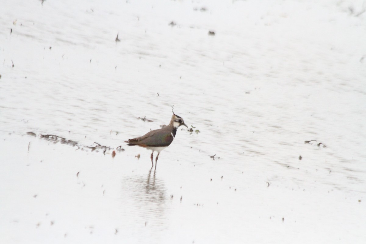 Northern Lapwing - ML615235722