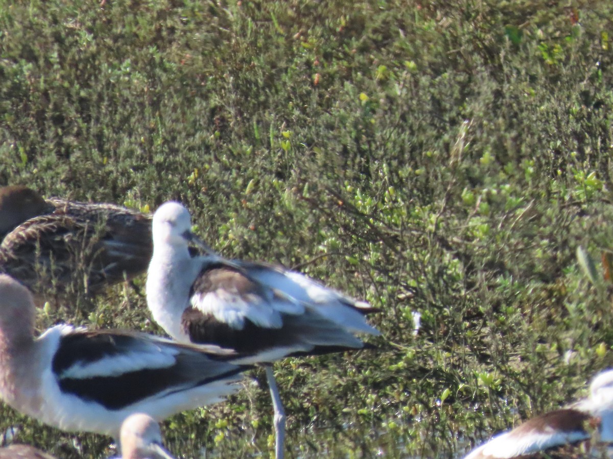 Avoceta Americana - ML615235740