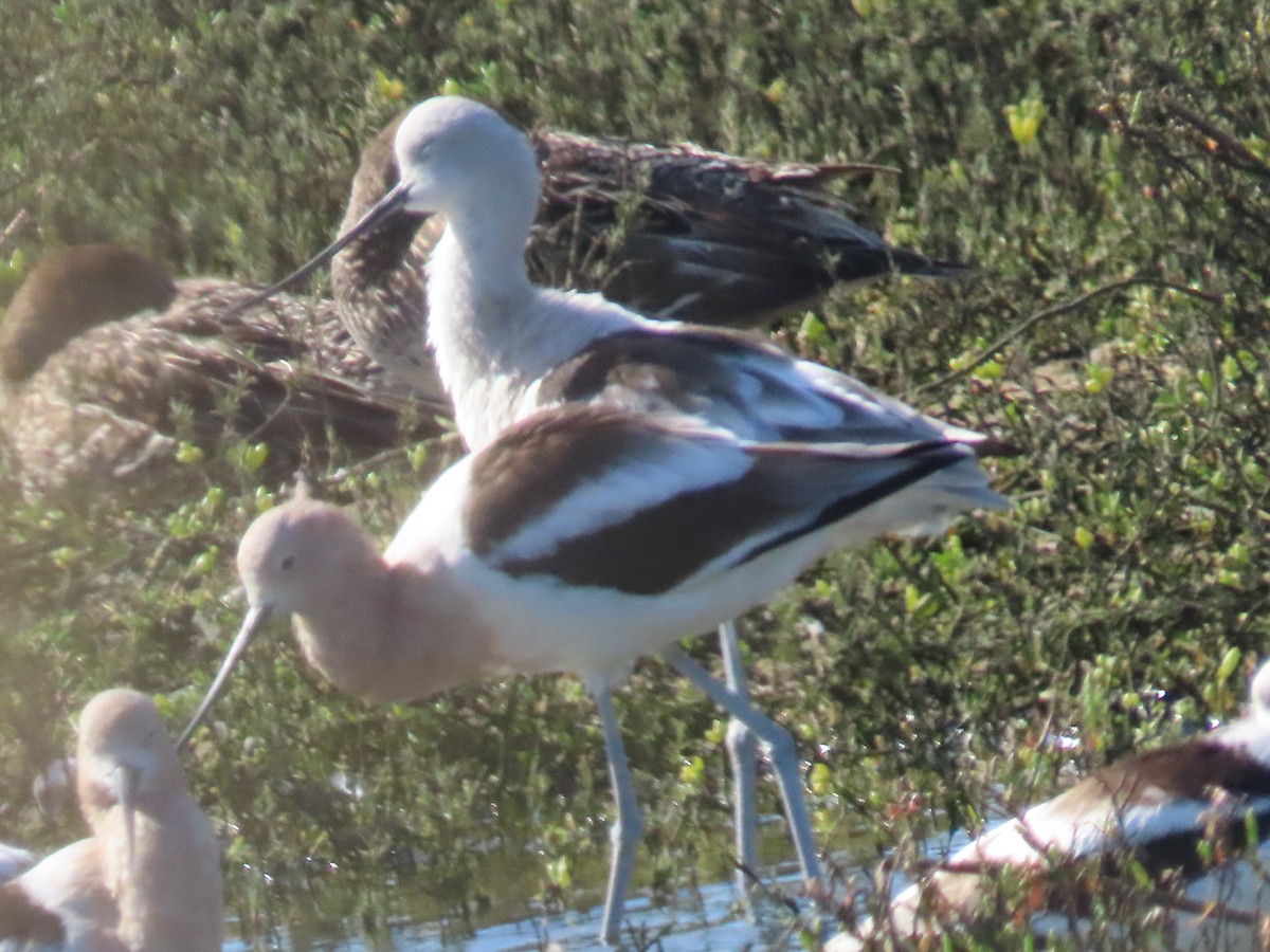 American Avocet - ML615235743